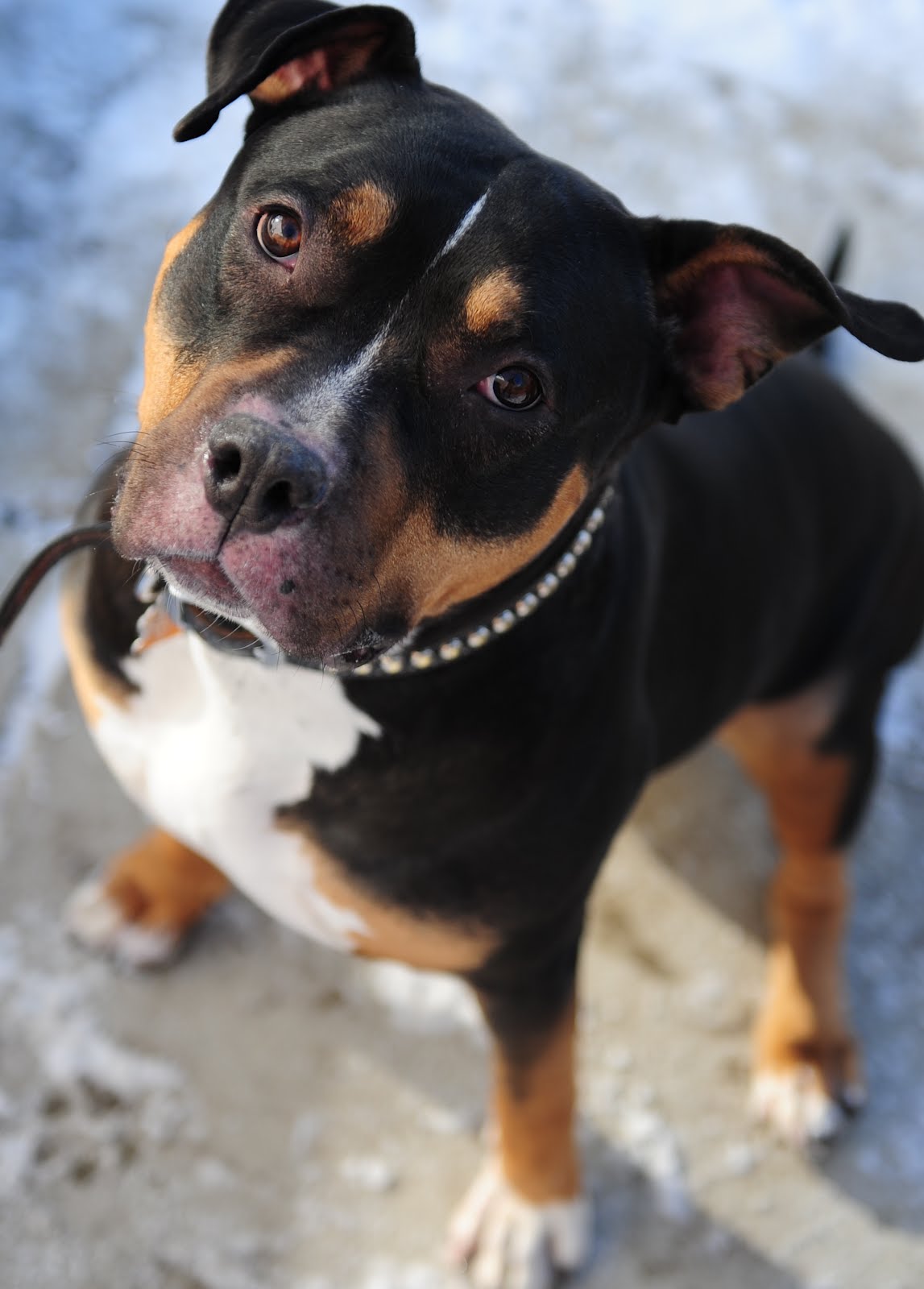Rottweiler Pitbull Mix Picture