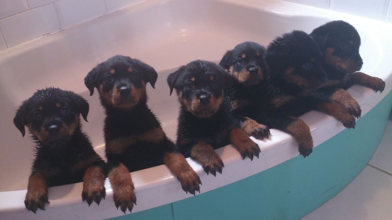 Rottweiler Puppies Picture Nj