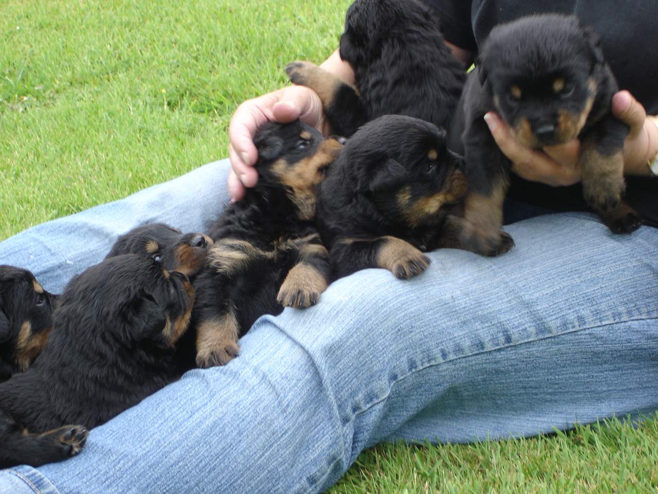 Rottweiler Puppies Picture Tampa