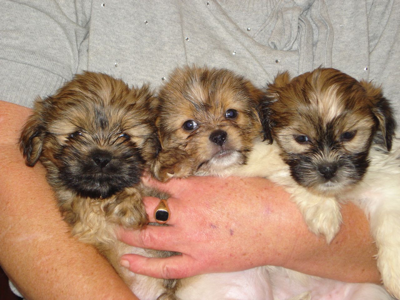 Shih Tzu Pomeranian Mix Puppies Picture