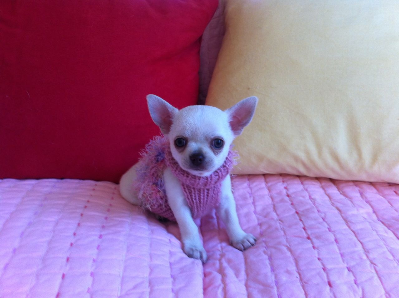 Short Haired Chihuahua Puppies Picture