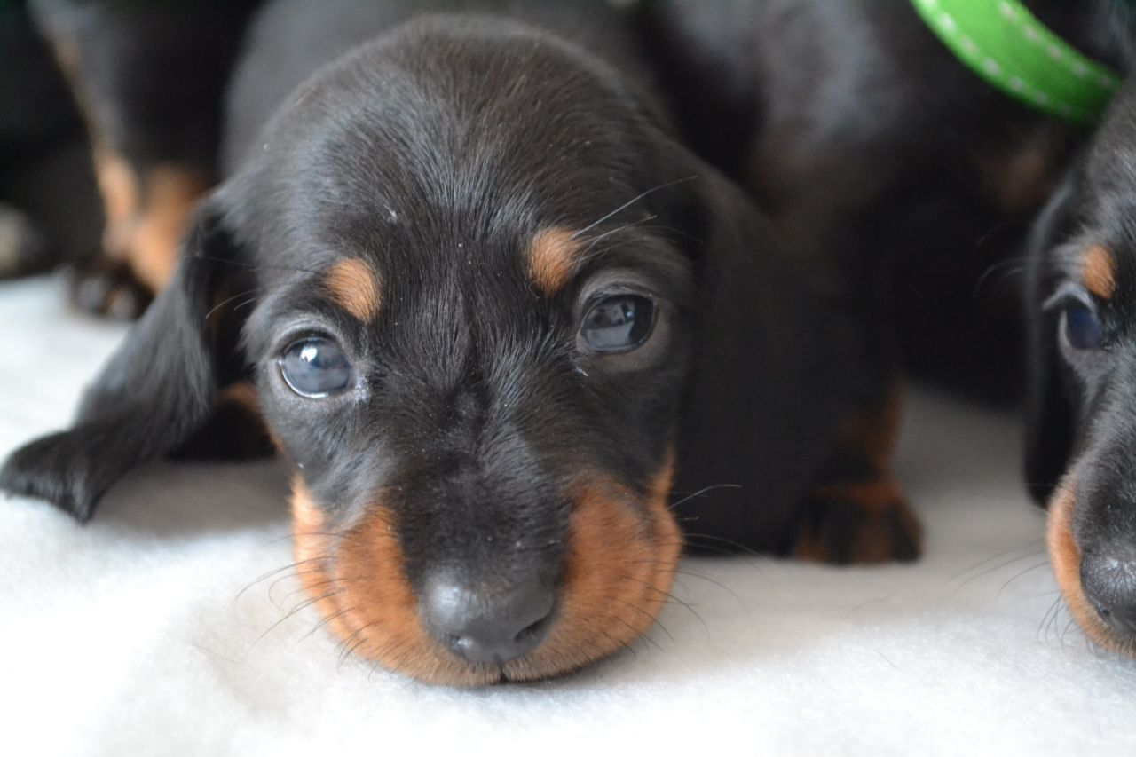 Short Haired Dachshund Puppies Picture