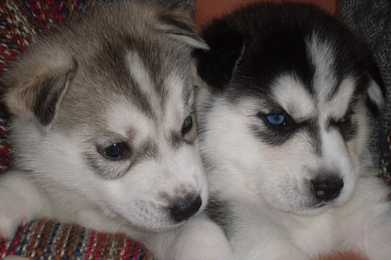 Siberian Husky Puppies Picture Maryland