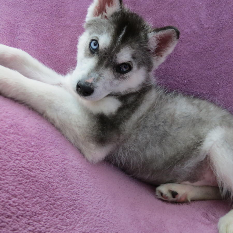 Siberian Husky Puppies Picture Wi