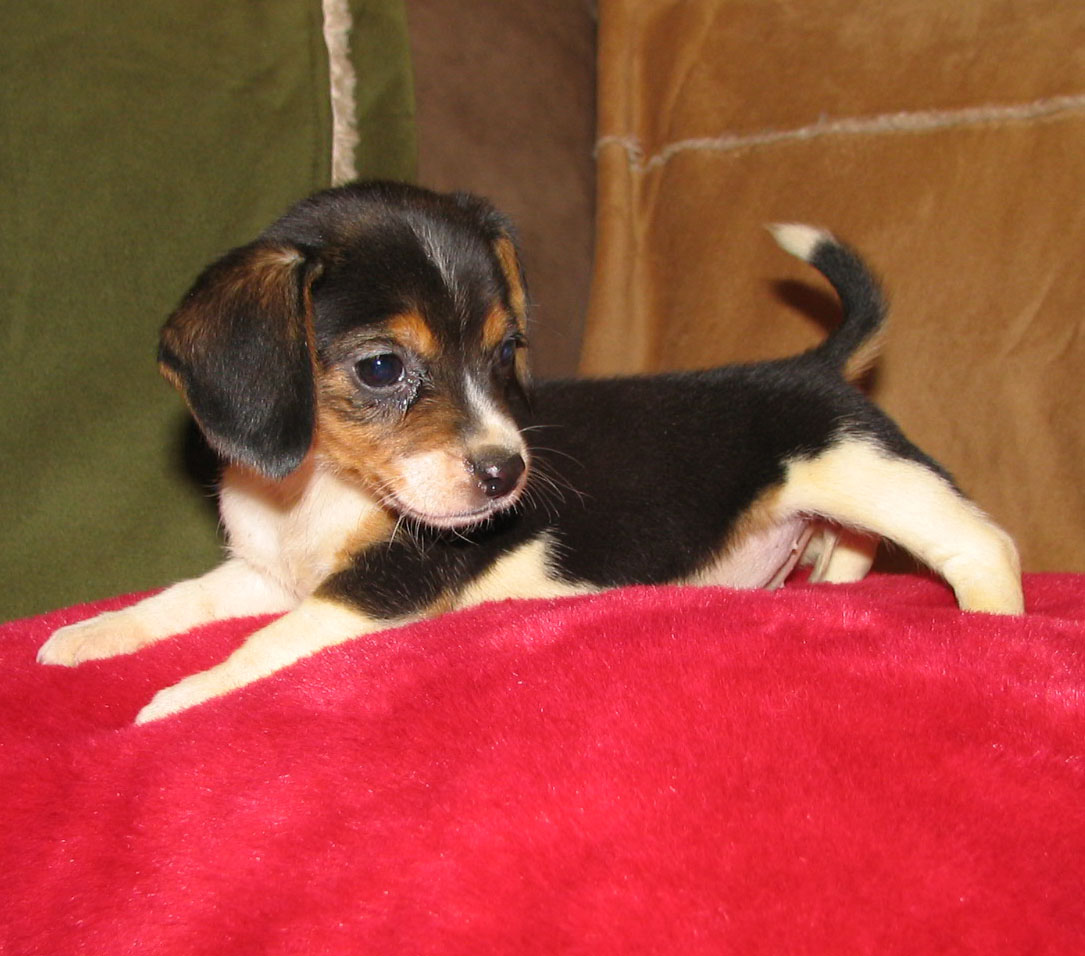Small Beagle Puppies Picture
