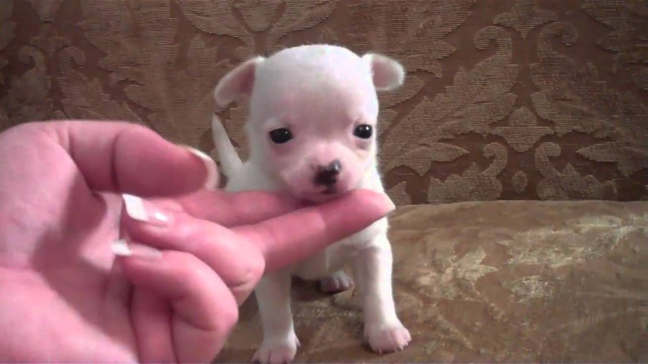 Teacup Chihuahua Puppies Picture Ohio