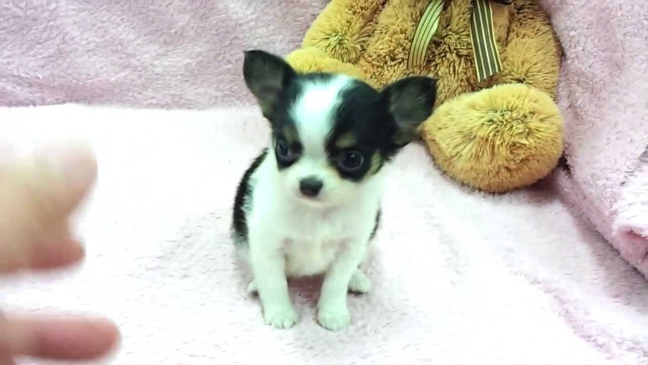 Teacup Chihuahua Puppies Picture Virginia