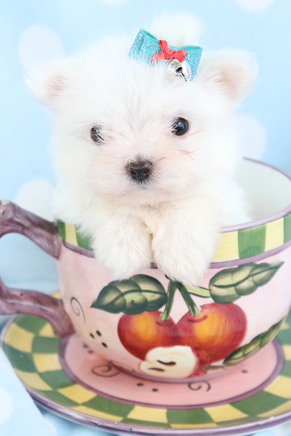 Teacup Maltese Puppies Picture Florida