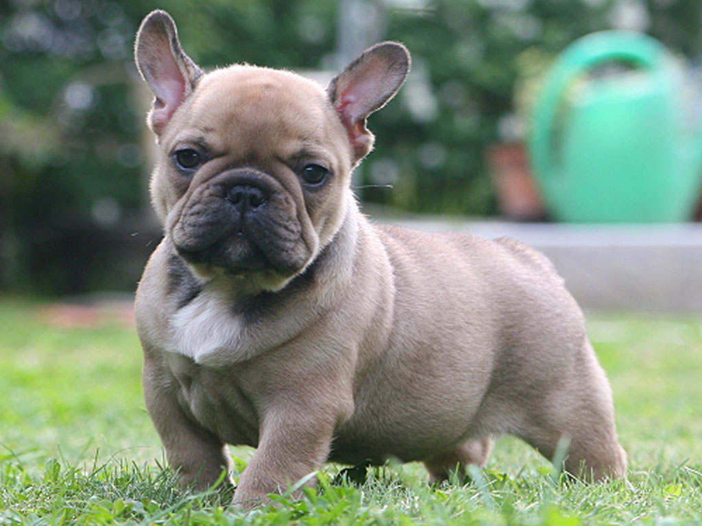 Toy Bulldog Puppies Picture