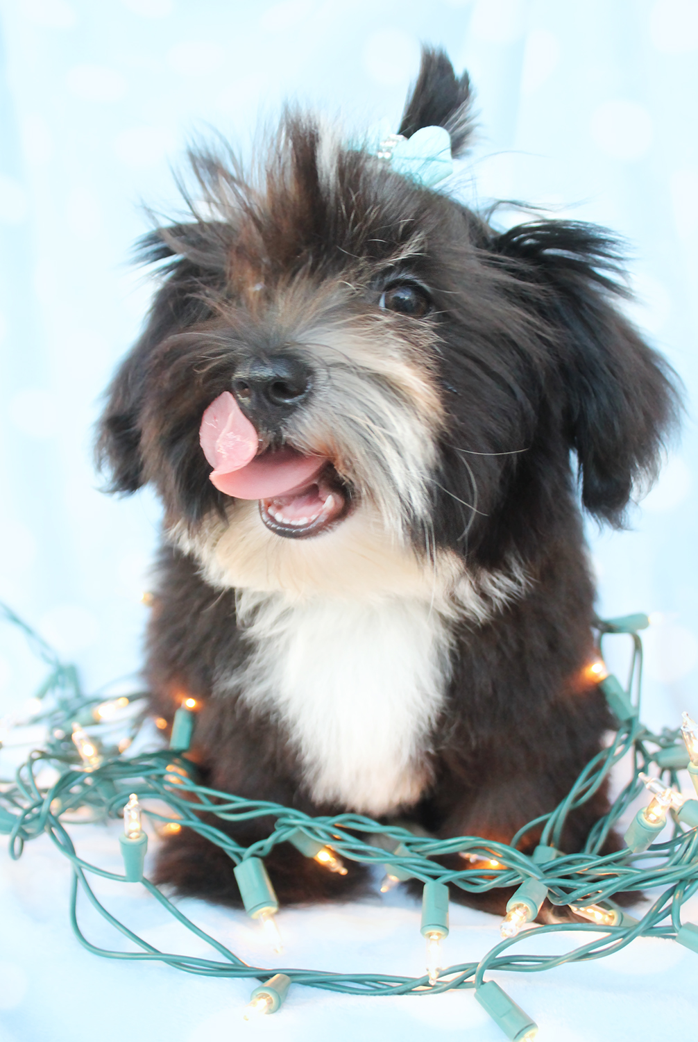 Toy Havanese Puppies Picture