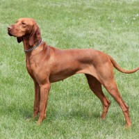 Vizsla-Hunting-Dogs-Picture
