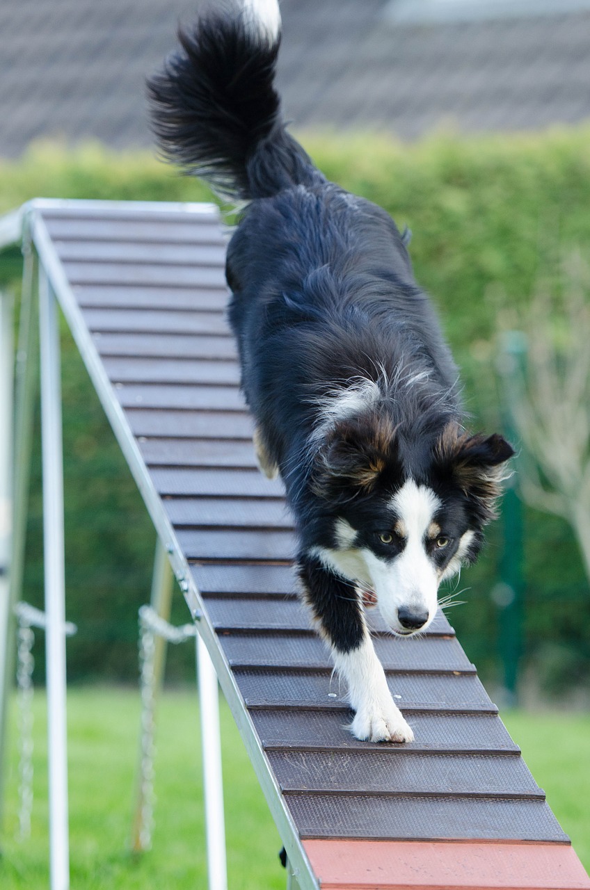 Exercise keeps your dog happy and healthy. 