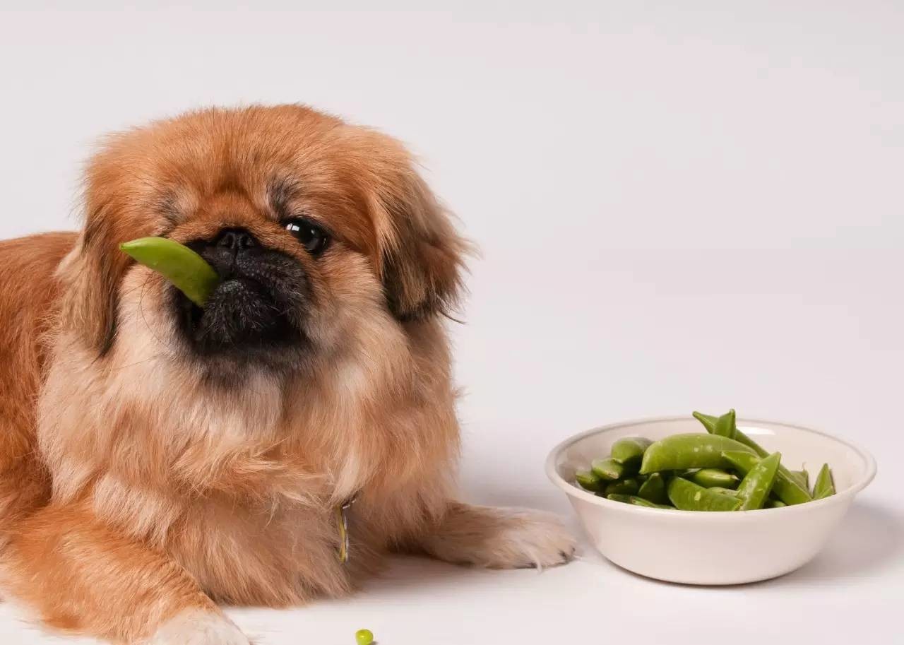 dog-eating-food