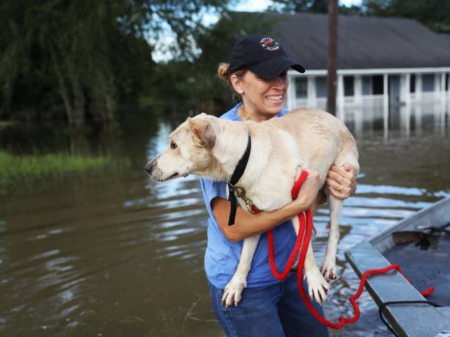 dogs-floods-louisiana