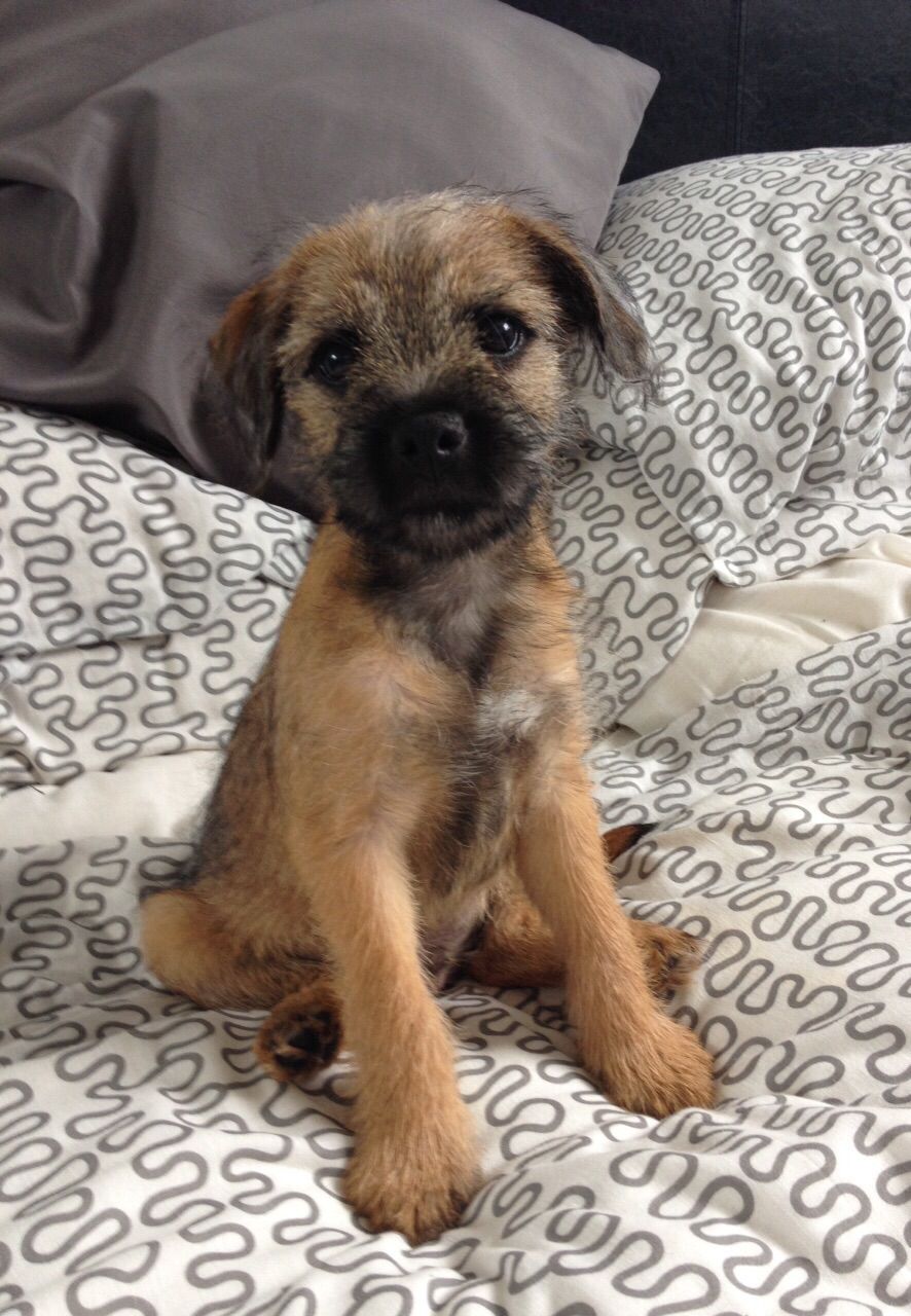 are border terriers good with babies