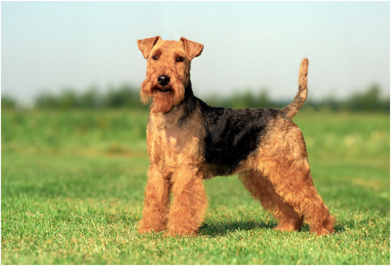 Welsh Terrier - Dog Breeders Guide