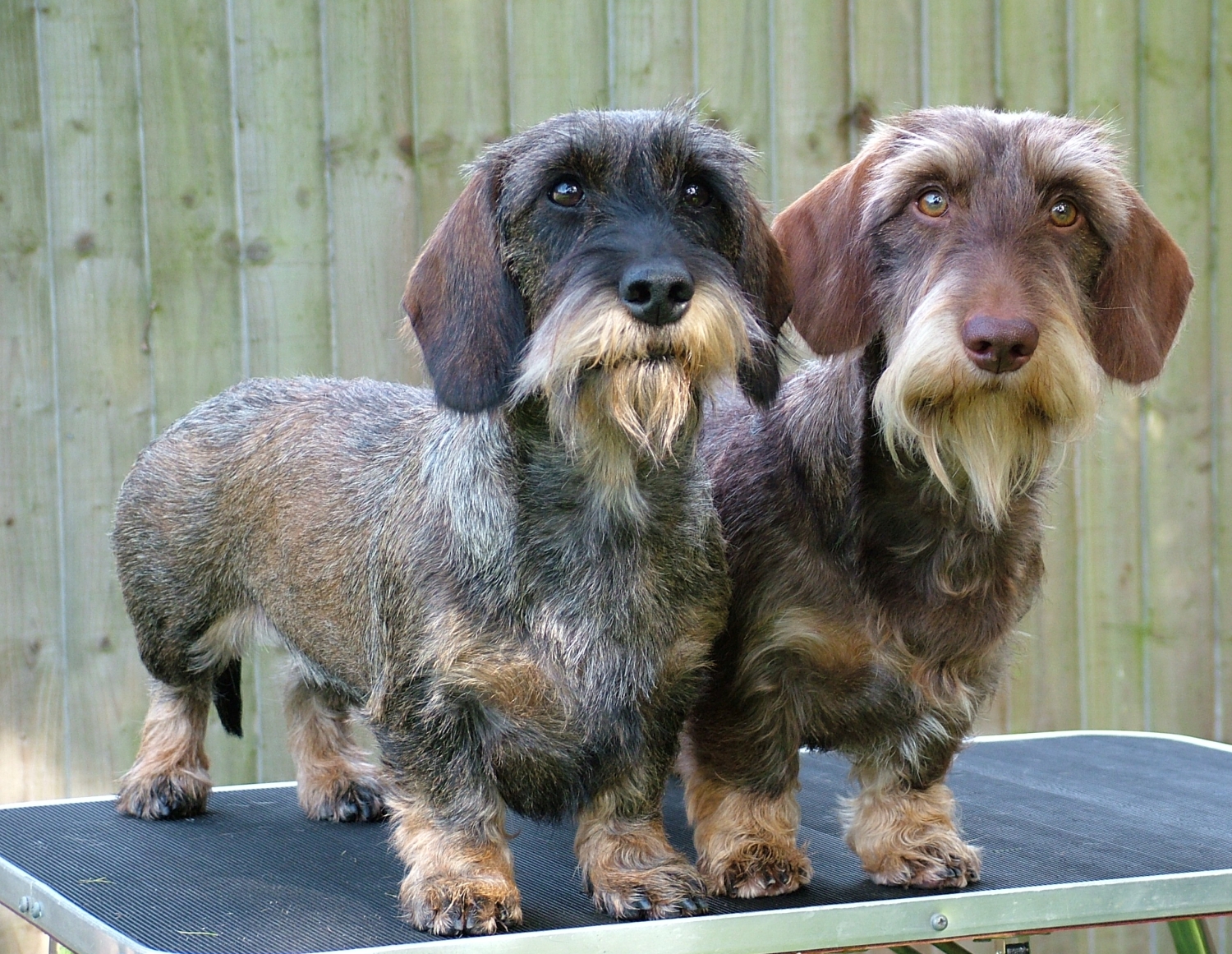 large wire haired dachshund