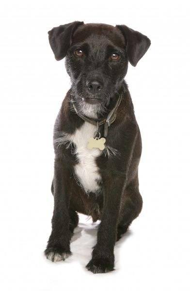 Patterdale Terrier - Dog Breeders Guide