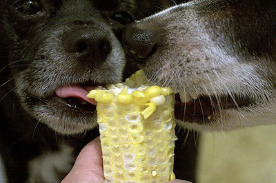 are corn flakes bad for dogs