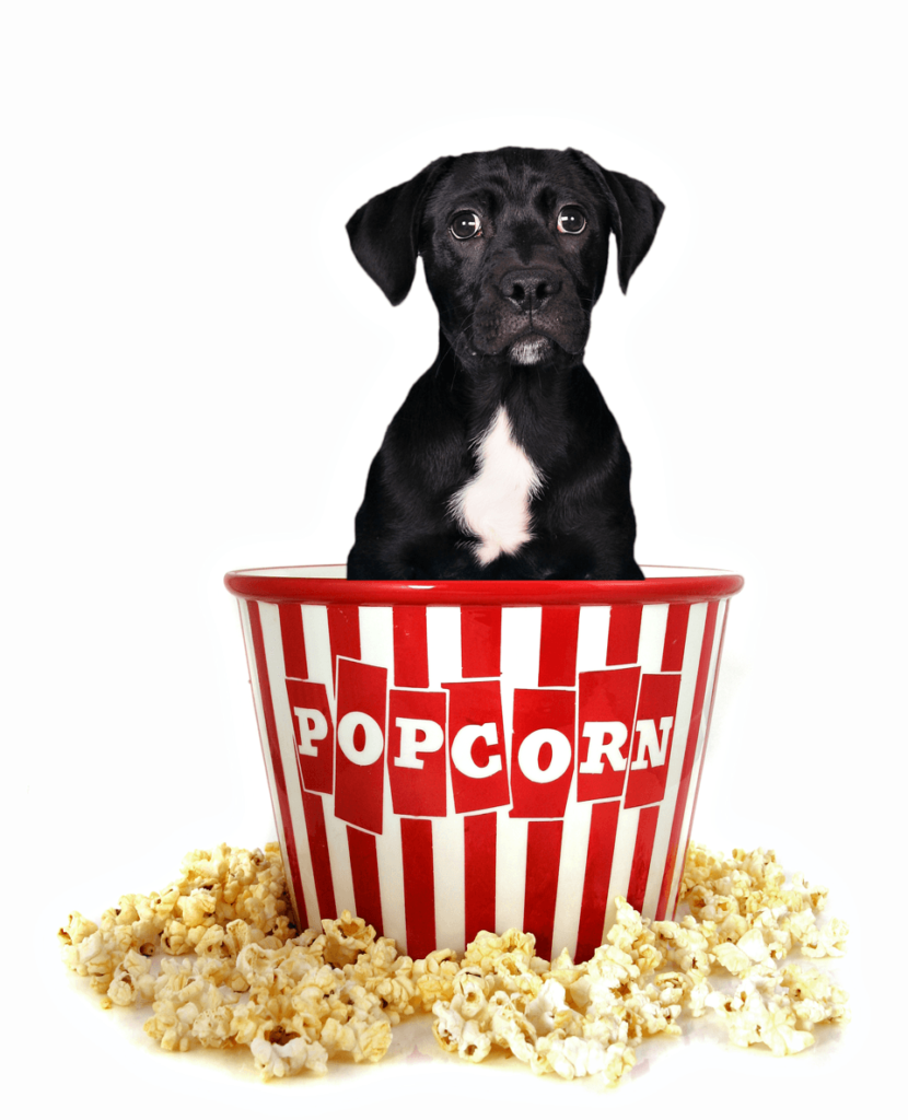 Can Dogs Eat Popcorn? Dog Breeders Guide