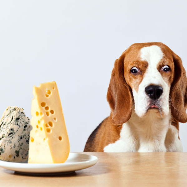 Can Dogs Eat Mac and Cheese? - Dog Breeders Guide