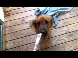Can Dogs Eat Marshmallows?