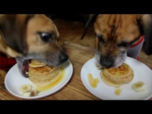 Can Dogs Eat Pancakes?