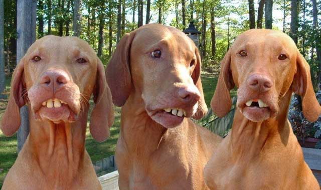 3 funny dog photos