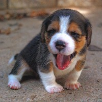 Beagle cute dog