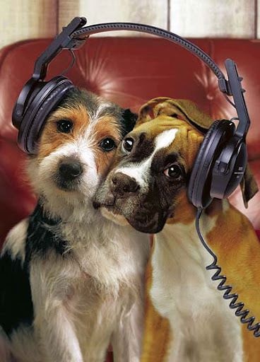 Busy Listening Music Funny Dog Pictures