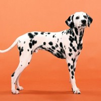 Dalmatian Dog Facts