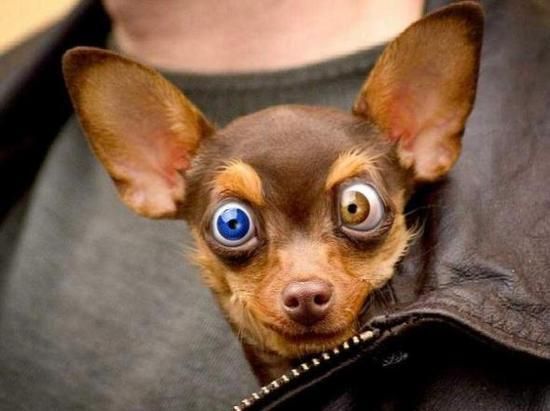 Funny Blue Brown Eyes Dog Picture