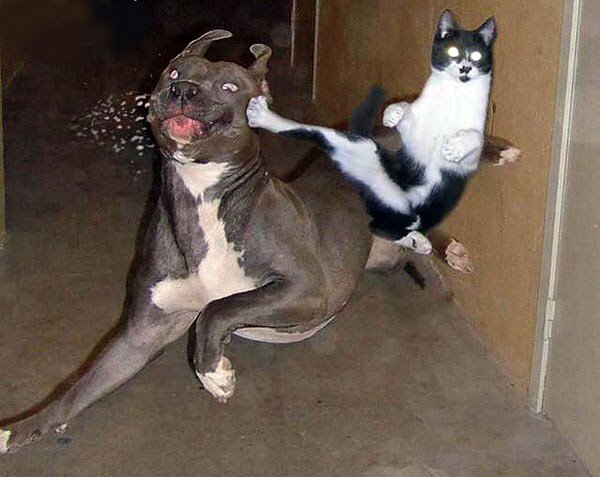Funny Cat and Dog Kung Fu Fight