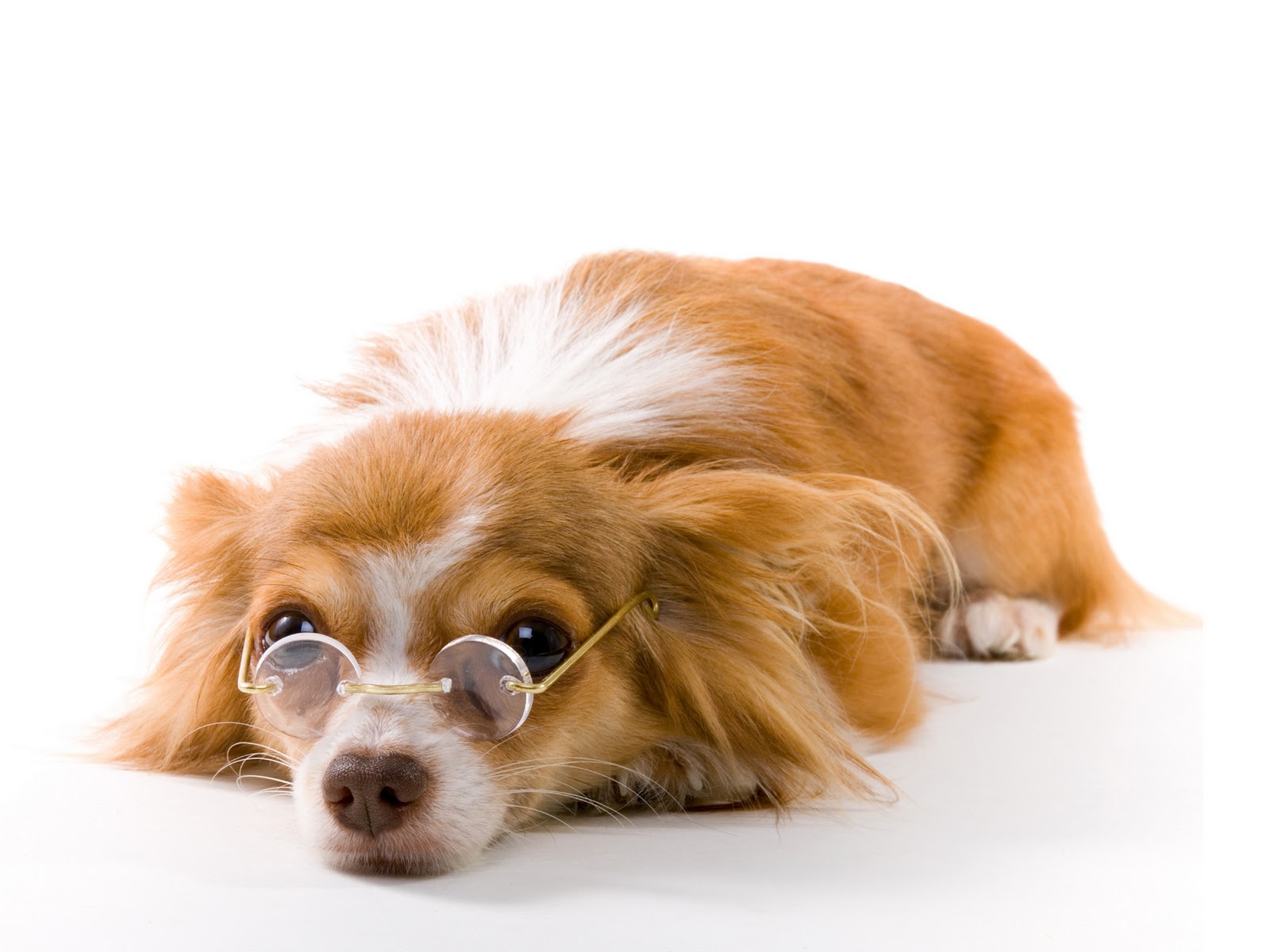 Funny dog picture wearing glasses