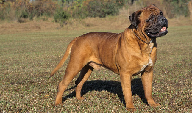 Giant Bull Mastiff Large Dog Breed