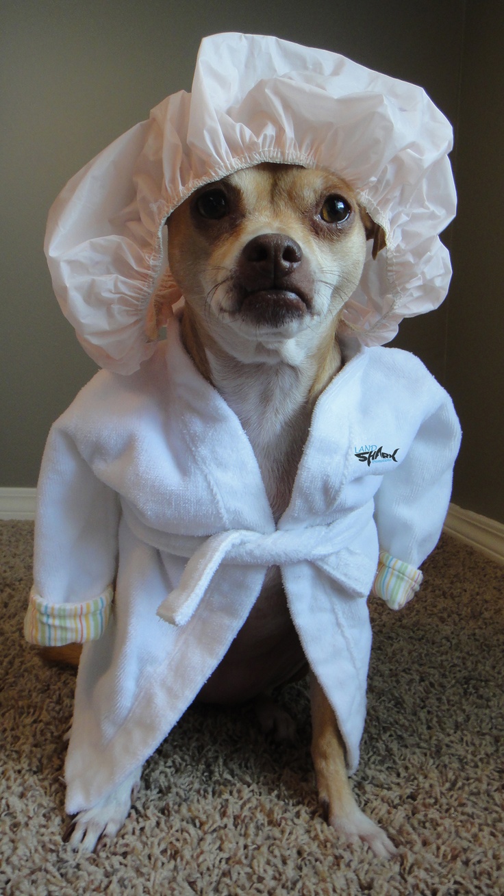 He is Ready To Cook for You Funny Dog Pictures
