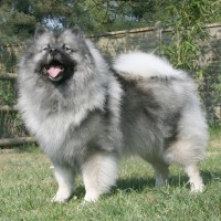 Keeshond Majic big dog breeds