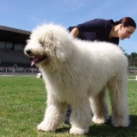 Komondor Large Dog Breed
