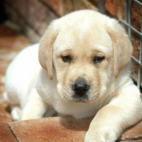 Labrador cute dog