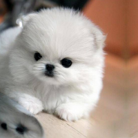 Pomeranian Cute Dog