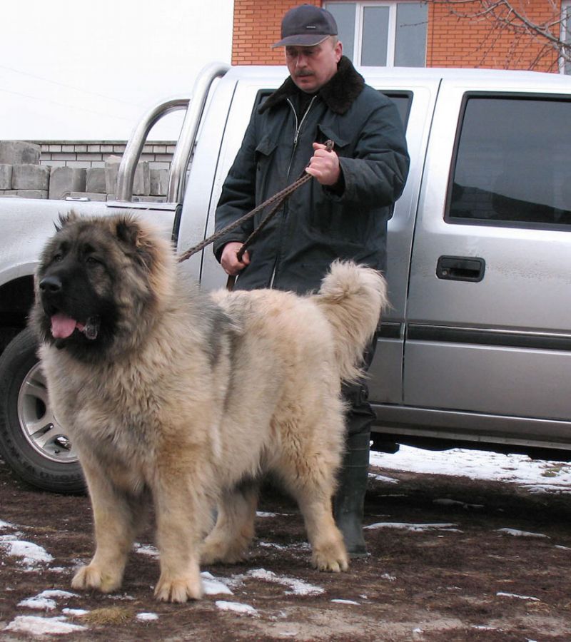 russian shepherd dog