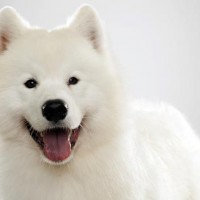 Samoyedo Cute Dog