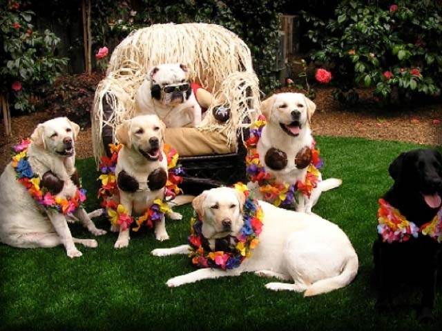 Waiting for party to start funny dog pictures