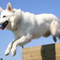 alsatian dog white