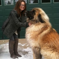 big dog breeds by size