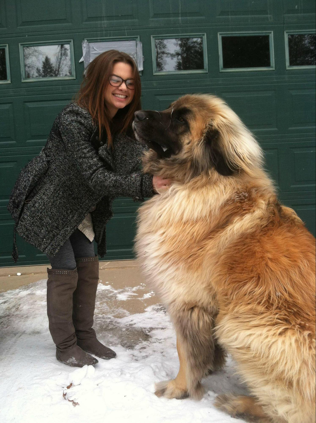 big size dog