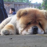 chow chow dog breed picture