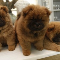 chow chow dog breed puppies pictures