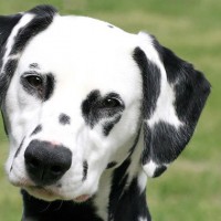 dalmatian Dog Breed Pictures