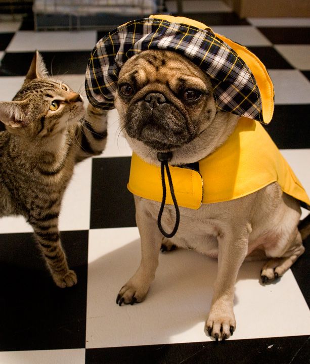funny cat putting hat on dog picture
